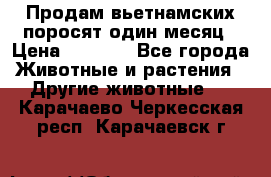 Продам вьетнамских поросят,один месяц › Цена ­ 3 000 - Все города Животные и растения » Другие животные   . Карачаево-Черкесская респ.,Карачаевск г.